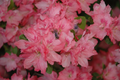 Hampton Beauty Azalea Starter Plant – Rhododendron Deciduous Heavy Bloomer