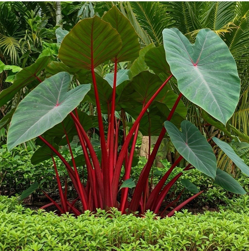 Hawaiian Punch Elephant Ear Starter Plant – Small Rooted Colocasia Esculenta for Garden or Container Growing