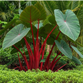 Hawaiian Punch Elephant Ear Starter Plant – Small Rooted Colocasia Esculenta for Garden or Container Growing