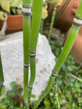15 Horsetail Cuttings – 12" Equisetum Snake Grass Stems, Live Reed-Like Plants for Ponds, Wet Gardens & Landscaping