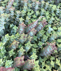 Crassula Perforata Variegata Cuttings – 15 Live Succulent Stems, String of Buttons Plant