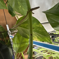 Golden Pothos Rooted Cutting – Live Epipremnum Aureum Starter Plant, Easy Indoor Houseplant