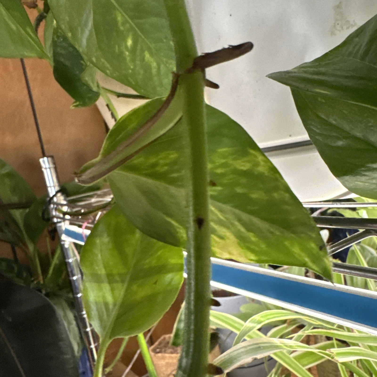 Golden Pothos Rooted Cutting – Live Epipremnum Aureum Starter Plant, Easy Indoor Houseplant