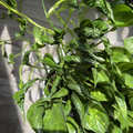 Shangri La Pothos Cuttings – 4 Live Unrooted Epipremnum Aureum Cuttings, Indoor Houseplant for Propagation