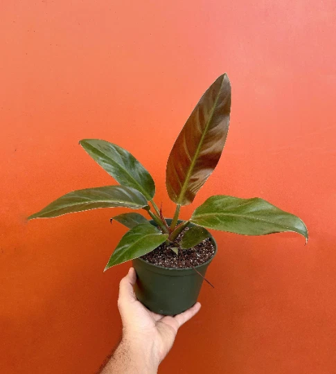 Red Imperial Philodendron Live Plant – 6 Inch Potted Philodendron erubescens Imperial Red