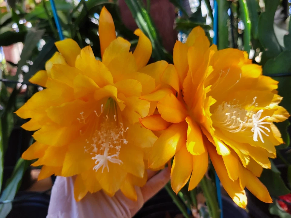 Epiphyllum Yellow Tang Unrooted Cuttings – 8–10 Inch Orchid Cactus Segments, Night Blooming Cactus for Planting
