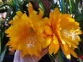 Epiphyllum Yellow Tang Unrooted Cuttings – 8–10 Inch Orchid Cactus Segments, Night Blooming Cactus for Planting