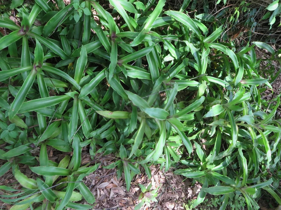 Callisia fragrans Medicinal Basket Plant – 5 Fresh Unrooted Cuttings for Propagation