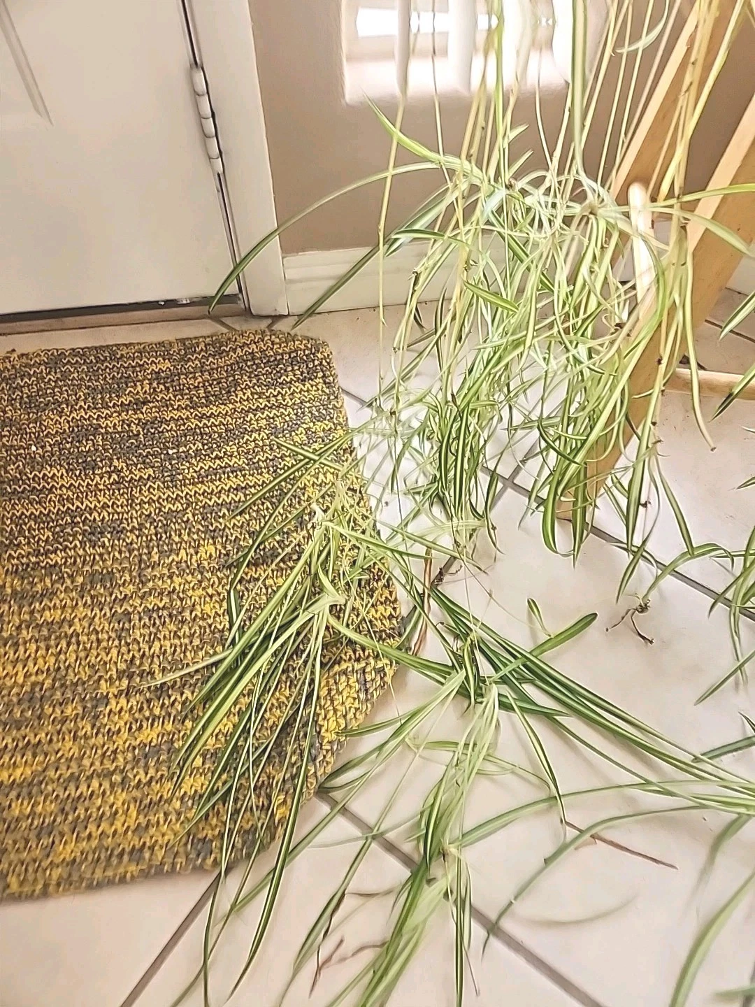 Spider Plant Cuttings – 3 Live Chlorophytum comosum Pups, Unpotted Houseplant Starters for Planting