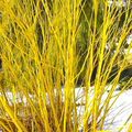 Dogwood Unrooted Cuttings – 3 Yellow Twig + 3 Red Osier Dogwood Cuttings, 7–10 Inch Shrub Cuttings