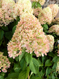 Limelight Hardy Hydrangea Cuttings for Planting – 10 Unrooted Hydrangea paniculata Stems 8–10 Inches
