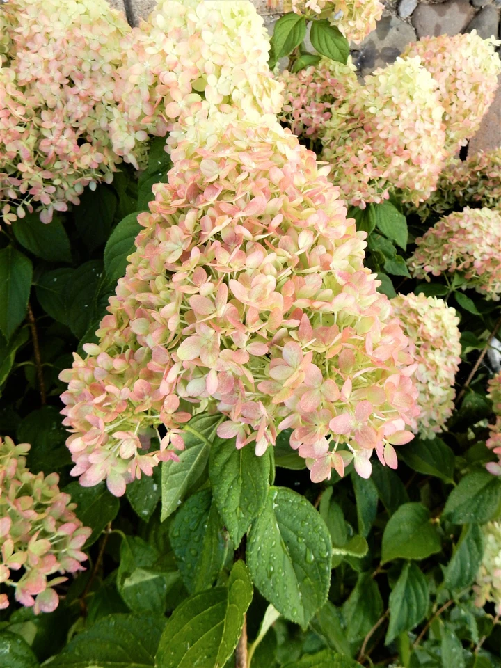 Limelight Hardy Hydrangea Cuttings for Planting – 10 Unrooted Hydrangea paniculata Stems 8–10 Inches