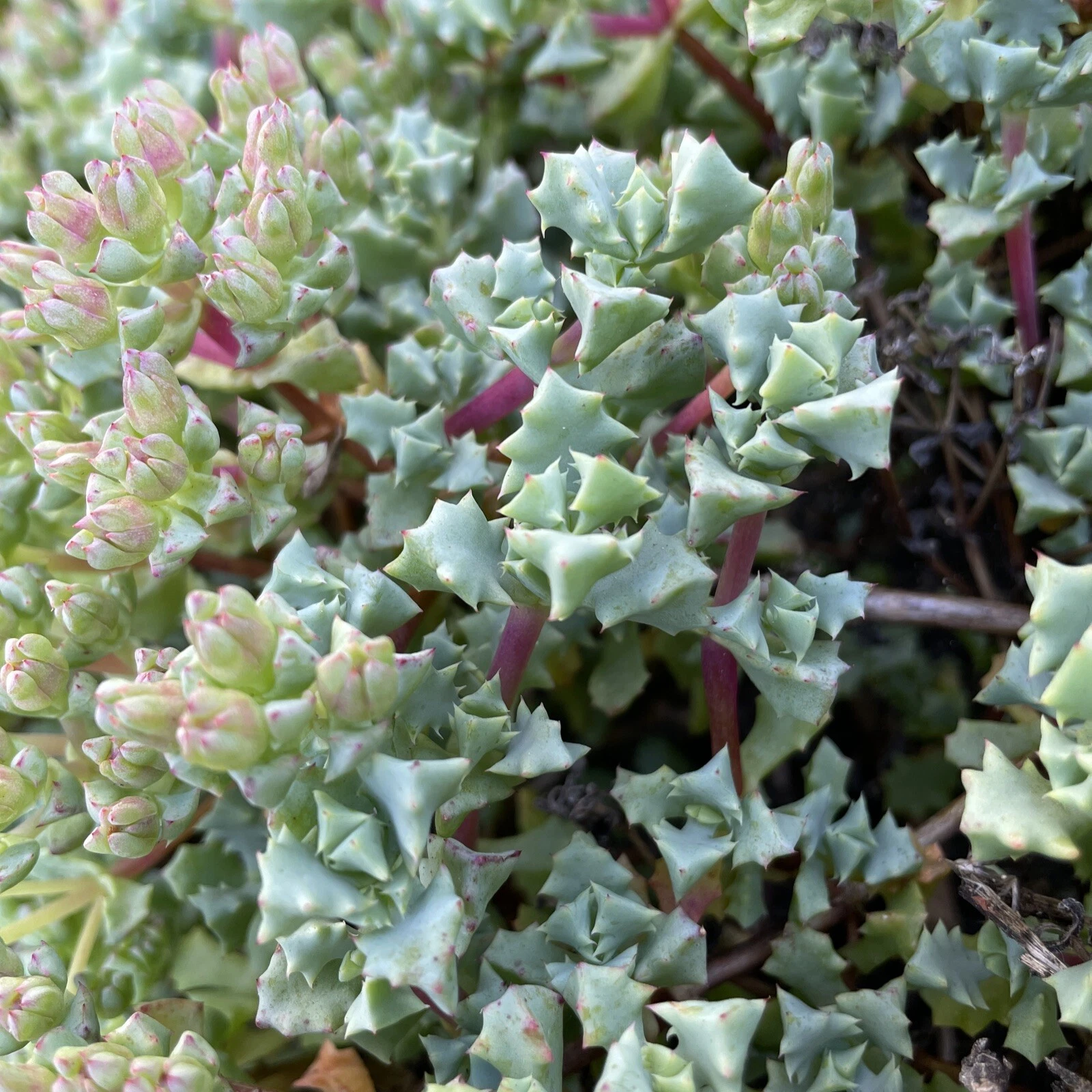 Oscularia deltoides Cuttings – 10 Fresh 4–6 Inch Dew Plant Starts – Easy Care Succulent