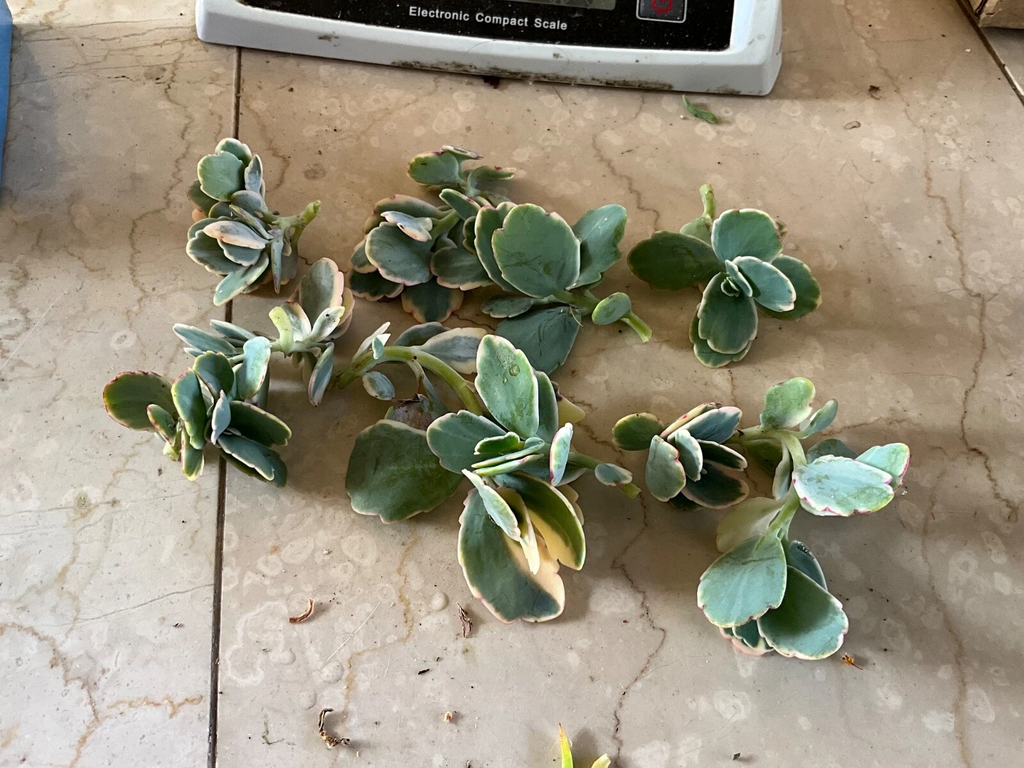 Kalanchoe fedtschenkoi ‘Lavender Scallops’ – Live Succulent Cutting/Starter, Variegated Blue-Green Leaves with Pink Edges