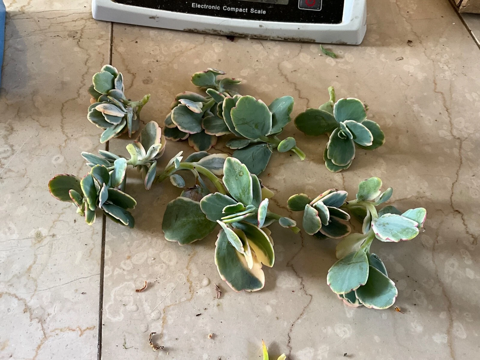 Kalanchoe fedtschenkoi ‘Lavender Scallops’ – Live Succulent Cutting/Starter, Variegated Blue-Green Leaves with Pink Edges