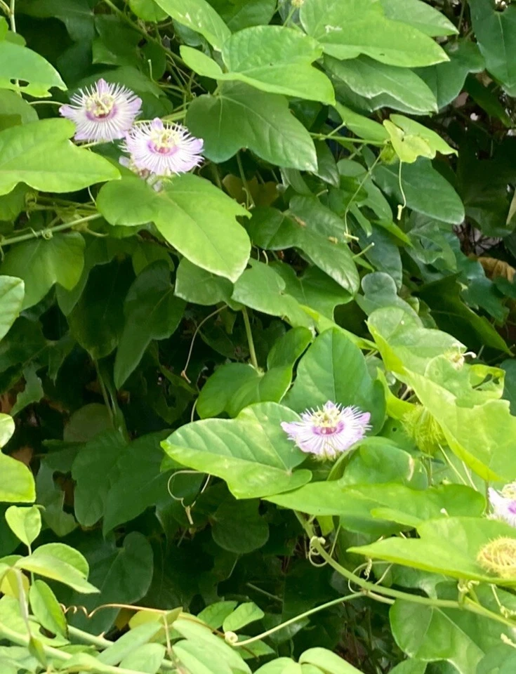 Passiflora Vine Cuttings – 20 Fresh 7 Inch Unrooted Stems – Butterfly Host Passion Vine for Rooting & Propagation