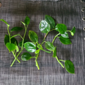 Peperomia ‘Cupid’ Cuttings – 6 Unrooted Heart-Shaped Vining Peperomia Stems for Easy Propagation