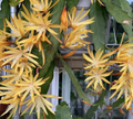 Golden Charm Epiphyllum Cuttings – 2 Unrooted Orchid Cactus Cuttings, Yellow Flower Epiphyllum for Propagation