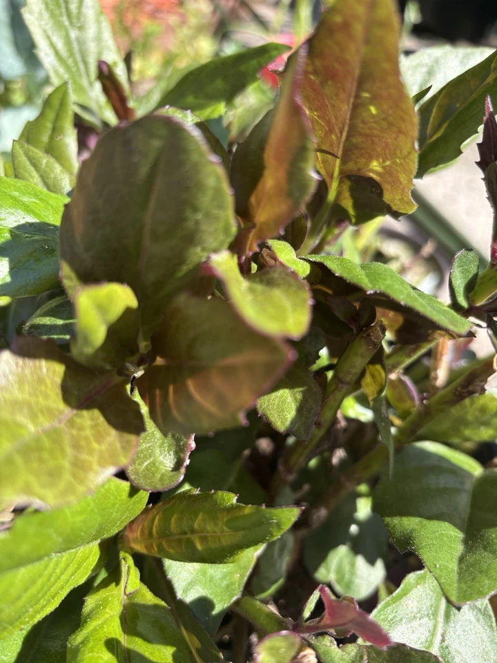Okinawa Spinach – Gynura bicolor – 2 Rooted Live Plants | Cold Hardy Perennial Greens