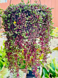 Othonna capensis ‘Ruby Necklace’ Seeds for Planting – 100+ Succulent Seeds, Trailing Hanging Ornamental Plant