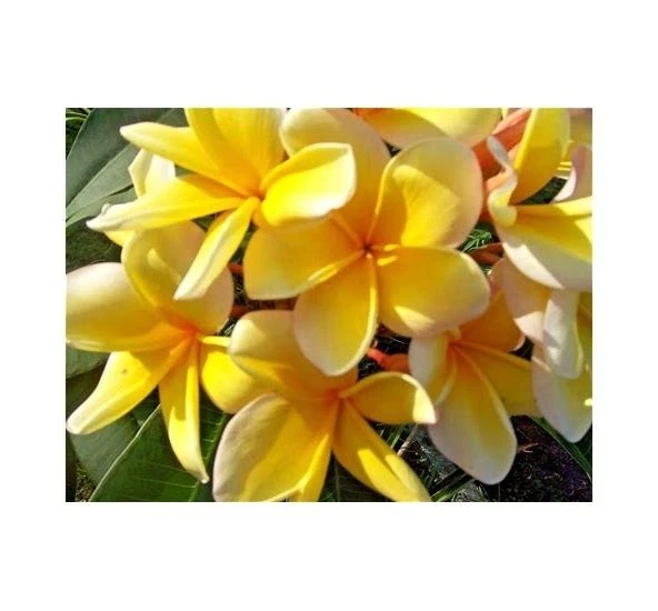 Yellow Plumeria Aztec Gold – 8–12 Inch Fresh Cutting – Unrooted Frangipani Starter