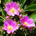 Pereskia Grandifolia Seeds – 10 Exotic Cactus Tree Seeds – Rare Leafy Cactus Variety for Growing