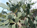 Tuna Roja Prickly Pear – Rooted Opuntia Ficus-Indica Nopal Starter Pad, Live Cactus Plant