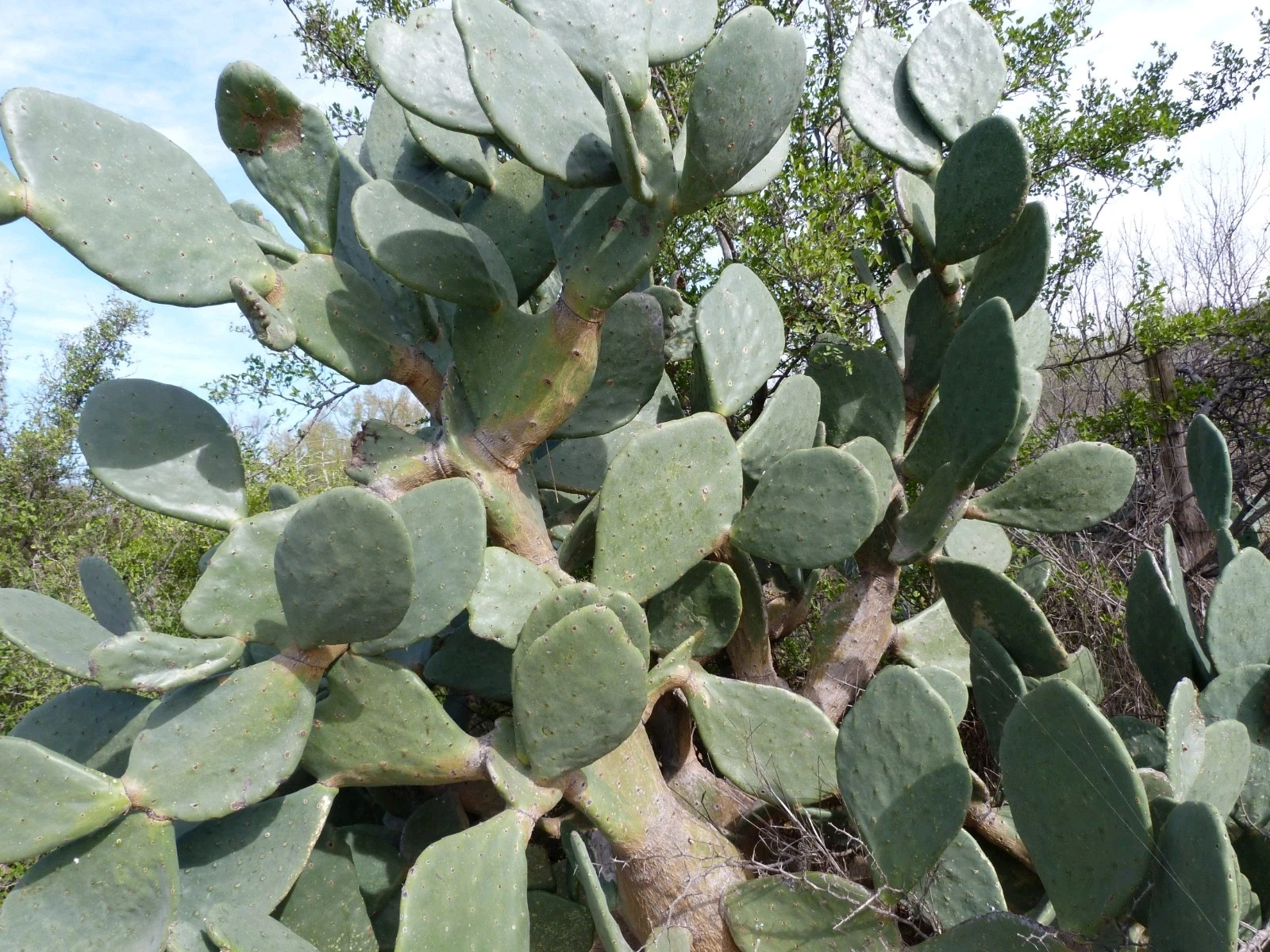 Tuna Roja Prickly Pear – Rooted Opuntia Ficus-Indica Nopal Starter Pad, Live Cactus Plant