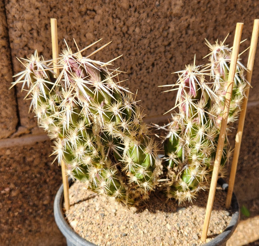 Grusonia Clavata Club Cholla – 1 Live Cactus Segment Cutting – Hardy Desert Cactus Starter Plant