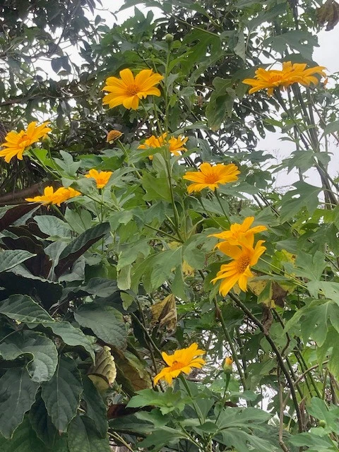 Mexican Sunflower Cuttings – 8 Fresh Tithonia diversifolia Stems (9") for Planting, Fast-Growing Annual Flower Starter Pack