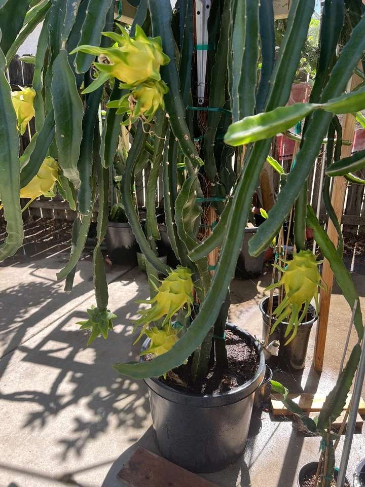 Yellow Dragon Fruit Cuttings – 4 Pack “Israel Yellow” 7–9” Stems, Live Hylocereus Starter Cuts for Growing Exotic Fruit Plants