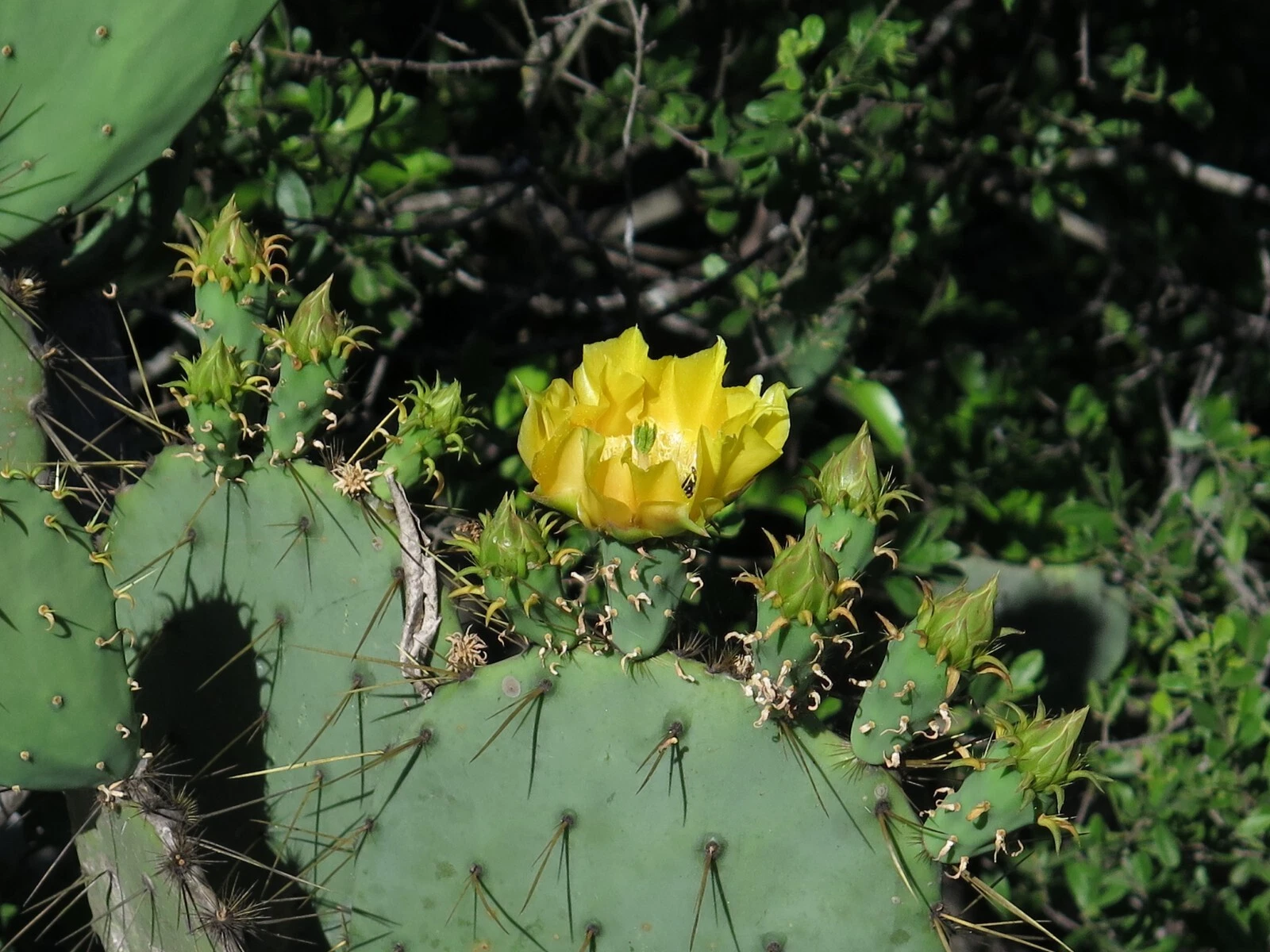 Engelmann’s Prickly Pear Cactus Cutting for Planting – Live Opuntia Engelmannii Pad, Hardy Desert Cactus