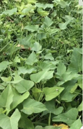 Beauregard Sweet Potato Slips – 10 Live Cuttings, Fresh Organically Grown Starts for Planting, High-Yield Orange Sweet Potatoes