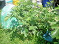 Maltese Falcon Fig Tree Cuttings – 5 Unrooted Cuttings – Rain Tolerant Productive Fig Variety