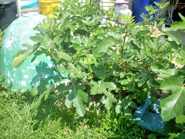 Maltese Falcon Fig Tree Cuttings – 5 Unrooted Cuttings – Rain Tolerant Productive Fig Variety
