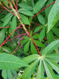 Red Cassava Cuttings – Manihot esculenta Yuca, 5 Fresh Unrooted Manioc Stems 5-8 Inches Long