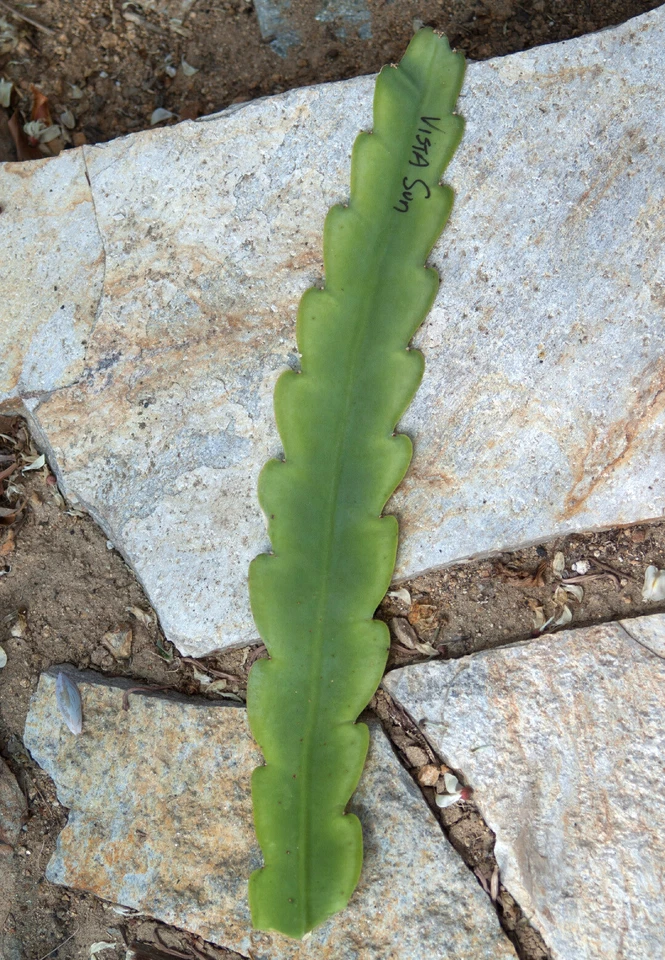 Vista Sun Epiphyllum Cutting – 8–10” Orchid Cactus Stem, Fresh Unrooted Cutting for Easy Propagation & Stunning Blooms