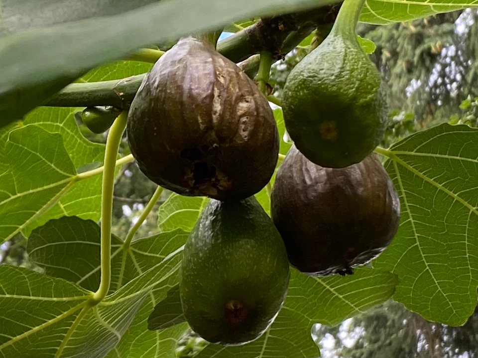 Violetta Fig Cuttings – 2 Thick Cold Hardy Ficus Carica Stems for Rooting and Propagation