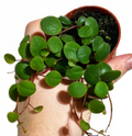 Peperomia Ruby Cascade Live Plant – Trailing Succulent-Style Houseplant in 2 Inch Pot for Indoor Growing