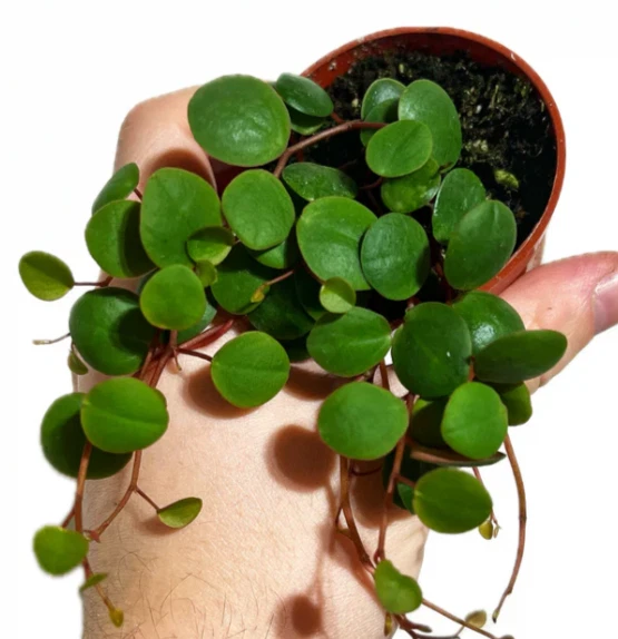 Peperomia Ruby Cascade Live Plant – Trailing Succulent-Style Houseplant in 2 Inch Pot for Indoor Growing