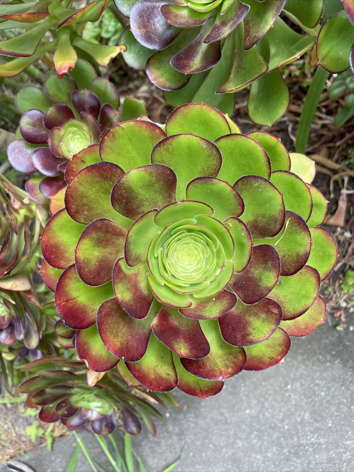 Big Rose Aeonium Cuttings – 4 Large 6–8 Inch Rosettes with Red Tips – Live Succulent Salad Bowl Type