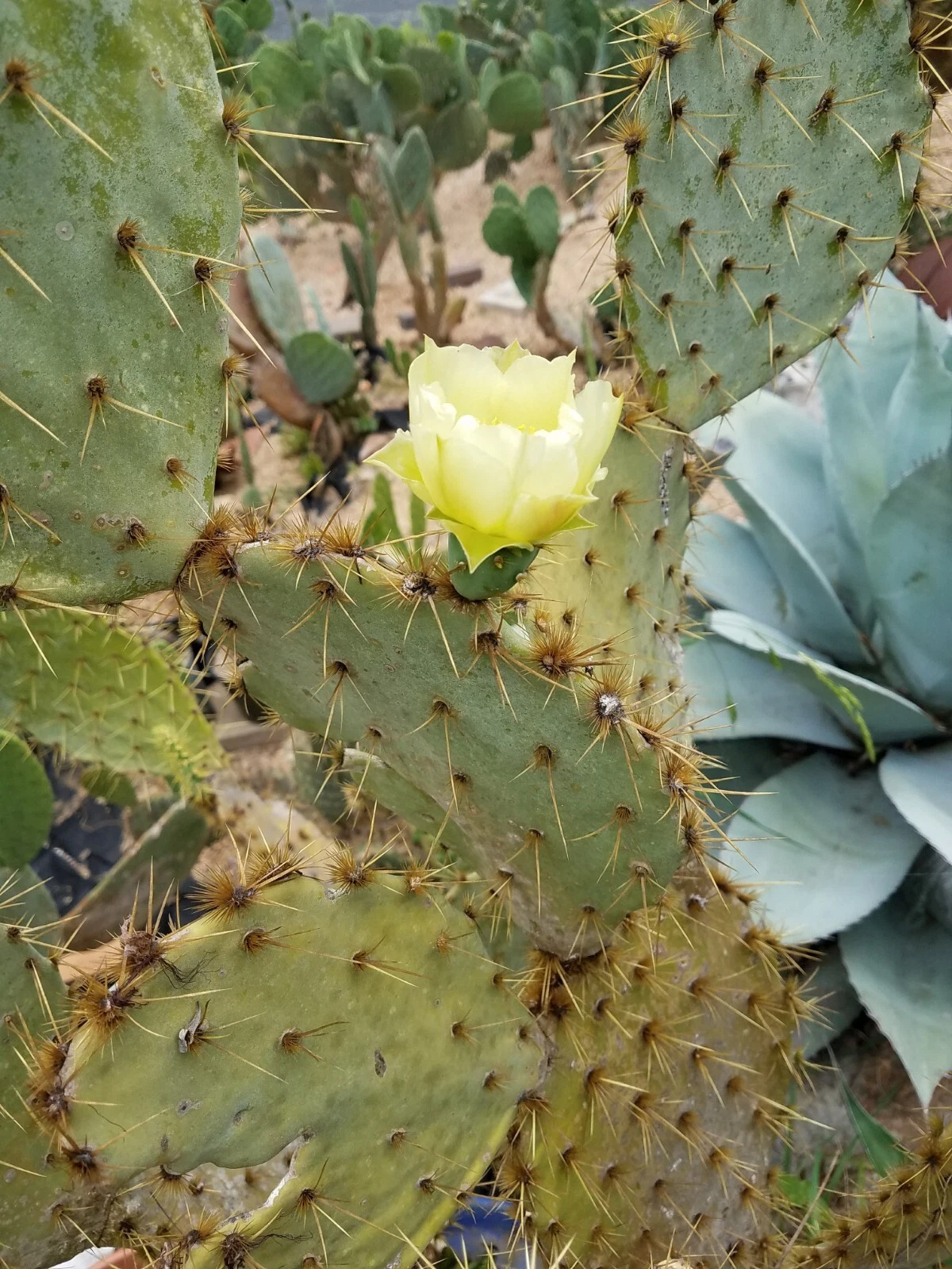 Opuntia alta Prickly Pear Pad – 1 Live Cactus Pad, Rare South Texas White-Blooming Variety, Unique Nopal Starter Plant
