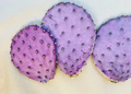 Opuntia Durazilla Cactus Pad – 1 Purple Prickly Pear Cutting, Live Nopal Starter Pad for Planting & Desert Gardens