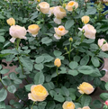 Chirp Chinese Shrub Rose Cuttings – 3 Unrooted Garden Rose Stems for Rooting or Grafting