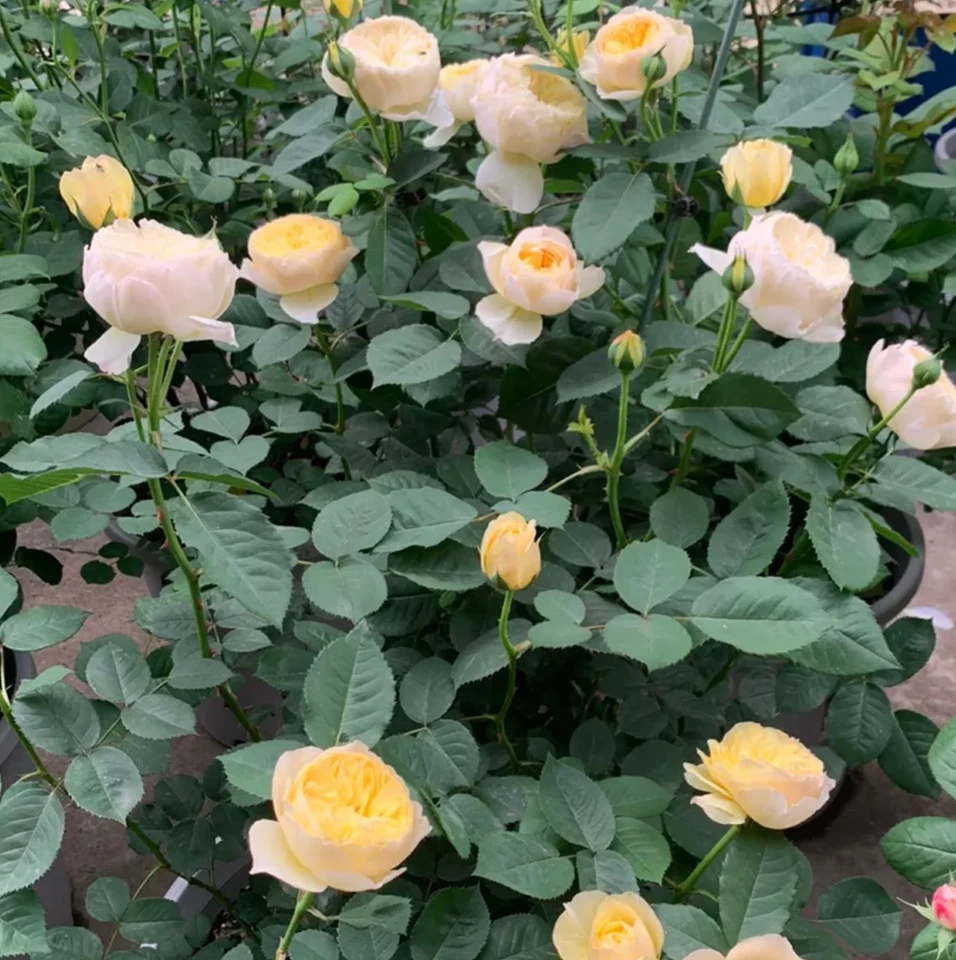 Chirp Chinese Shrub Rose Cuttings – 3 Unrooted Garden Rose Stems for Rooting or Grafting