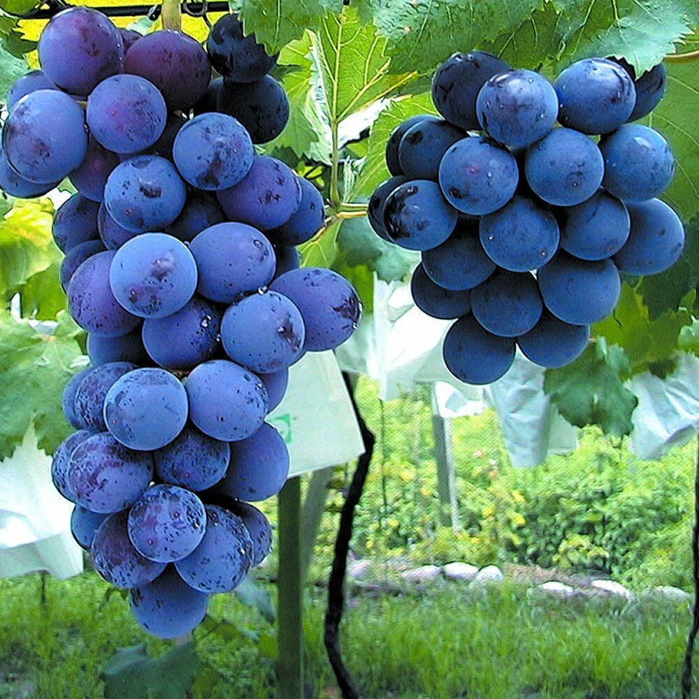 Japanese Kyoho Grape Cuttings for Planting – 6 Unrooted Vitis Stems for Rooting or Grafting