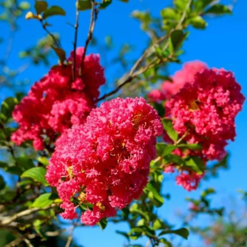 8 Crape Myrtle Cuttings – Deep Pink Heirloom Variety, Live 6–10" Unrooted Stems for Flowering Tree Propagation