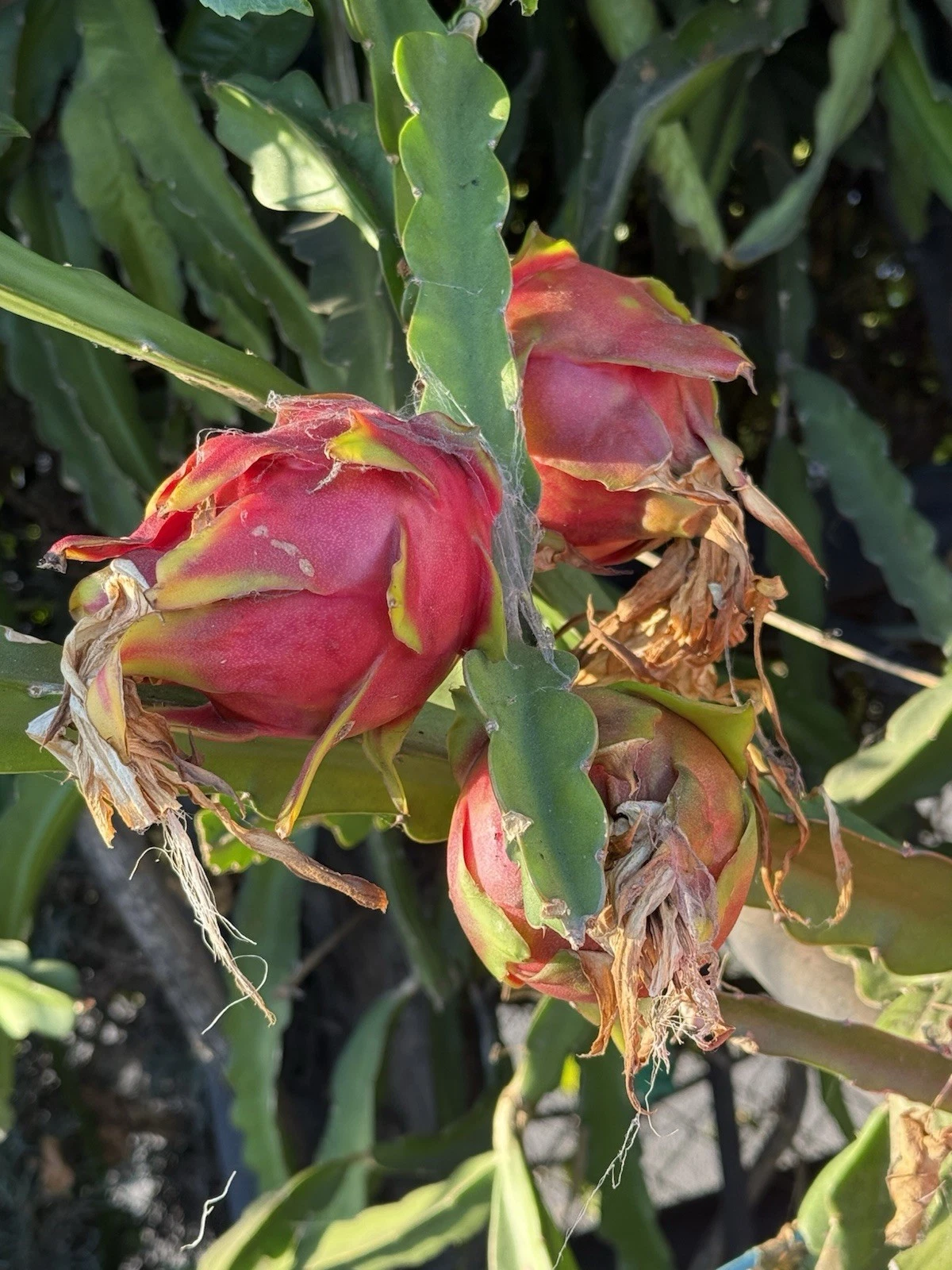 Dragon Fruit ‘Voodoo Child’ Cutting – 1 Unrooted Pitaya Stem for Planting