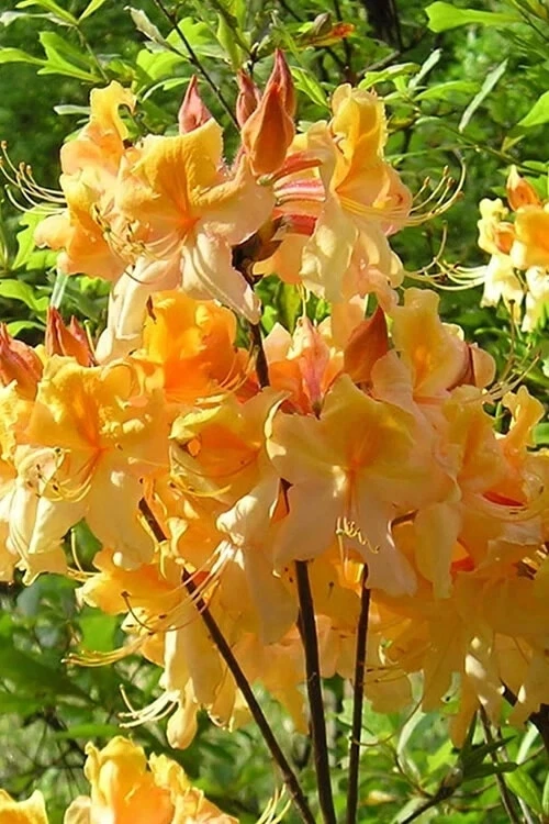 Dancing Rabbit Aromi Azalea Rhododendron Starter Plant – Deciduous Shrub, Dormant Small Size