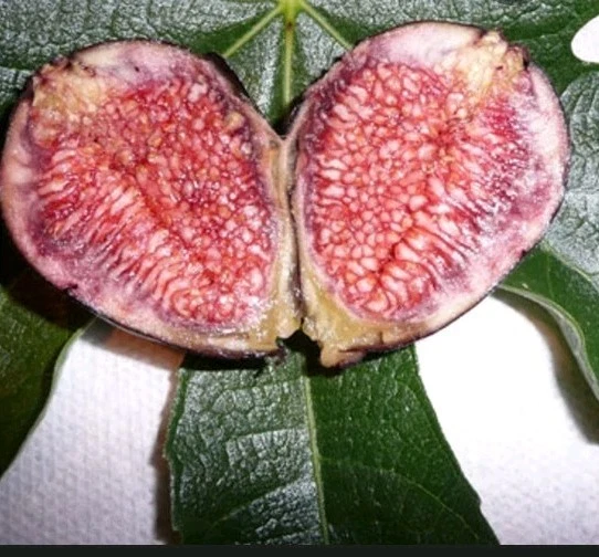 Violette de Bordeaux Fig Cutting for Planting – 1 Hardy Ficus carica Stem, Cold Tolerant Garden Fig